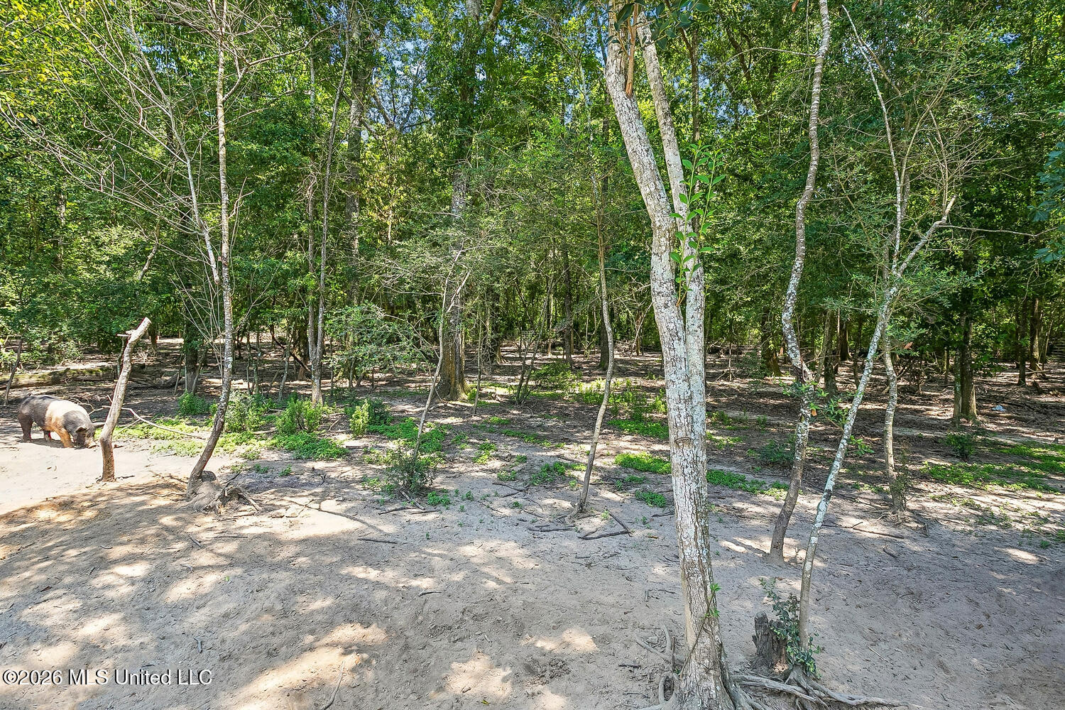 137 Sugar Creek Road Carriere, MS 39426 - Photo 46 of 59 44
