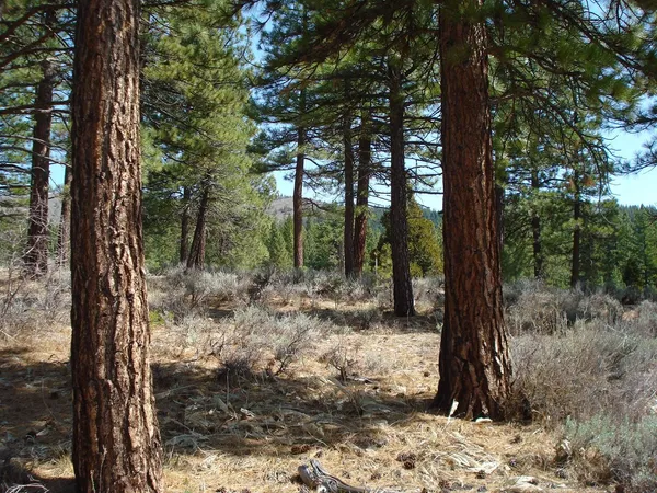 a view of a forest filled with trees