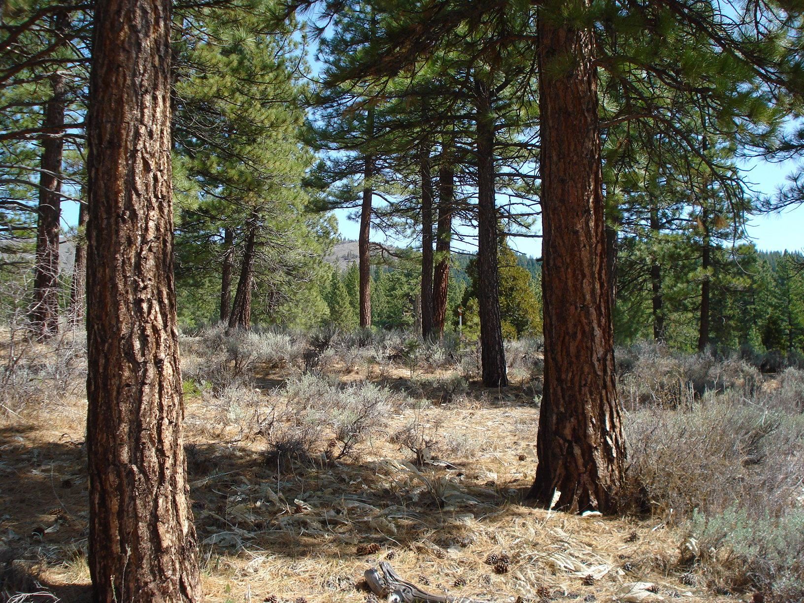404 Blacktail Ridge Portola, CA 96122 - Photo 5 of 15 a view of a forest filled with trees