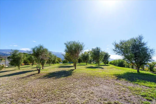 a view of a park with large trees