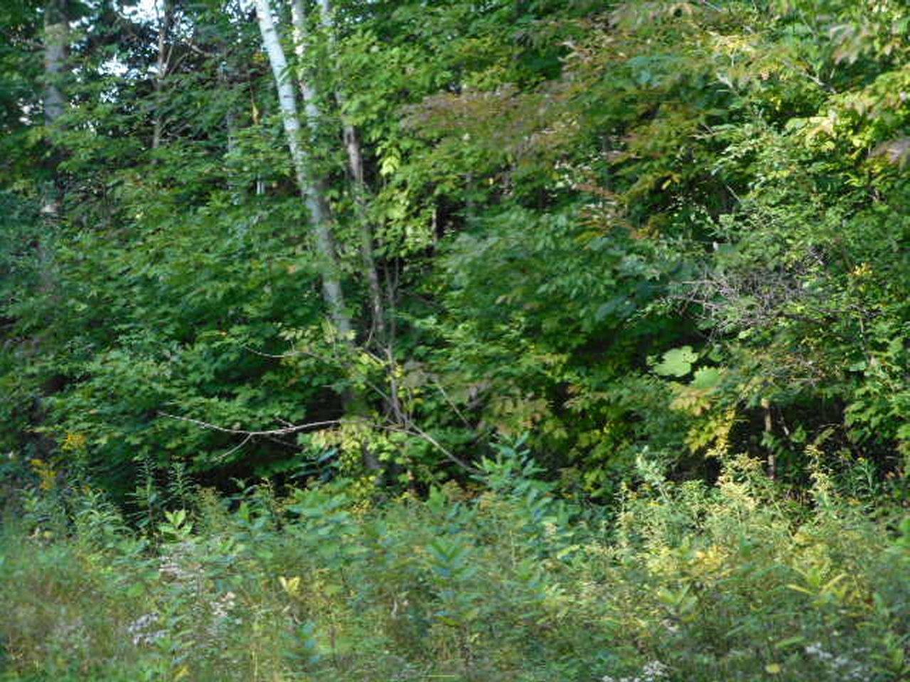 On Raskie Road Phillips, WI 54555 - Photo 2 of 9 Gallery Image 2