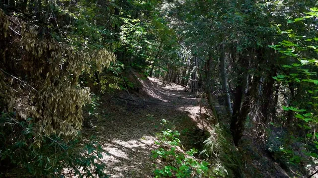 a view of a large yard with lots of green space