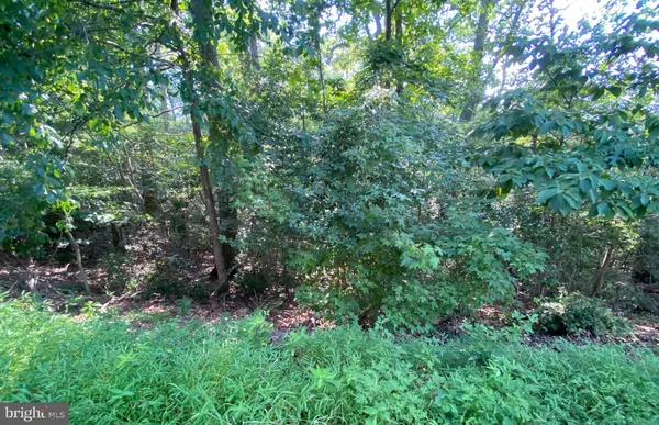 a view of a garden with plants and large trees