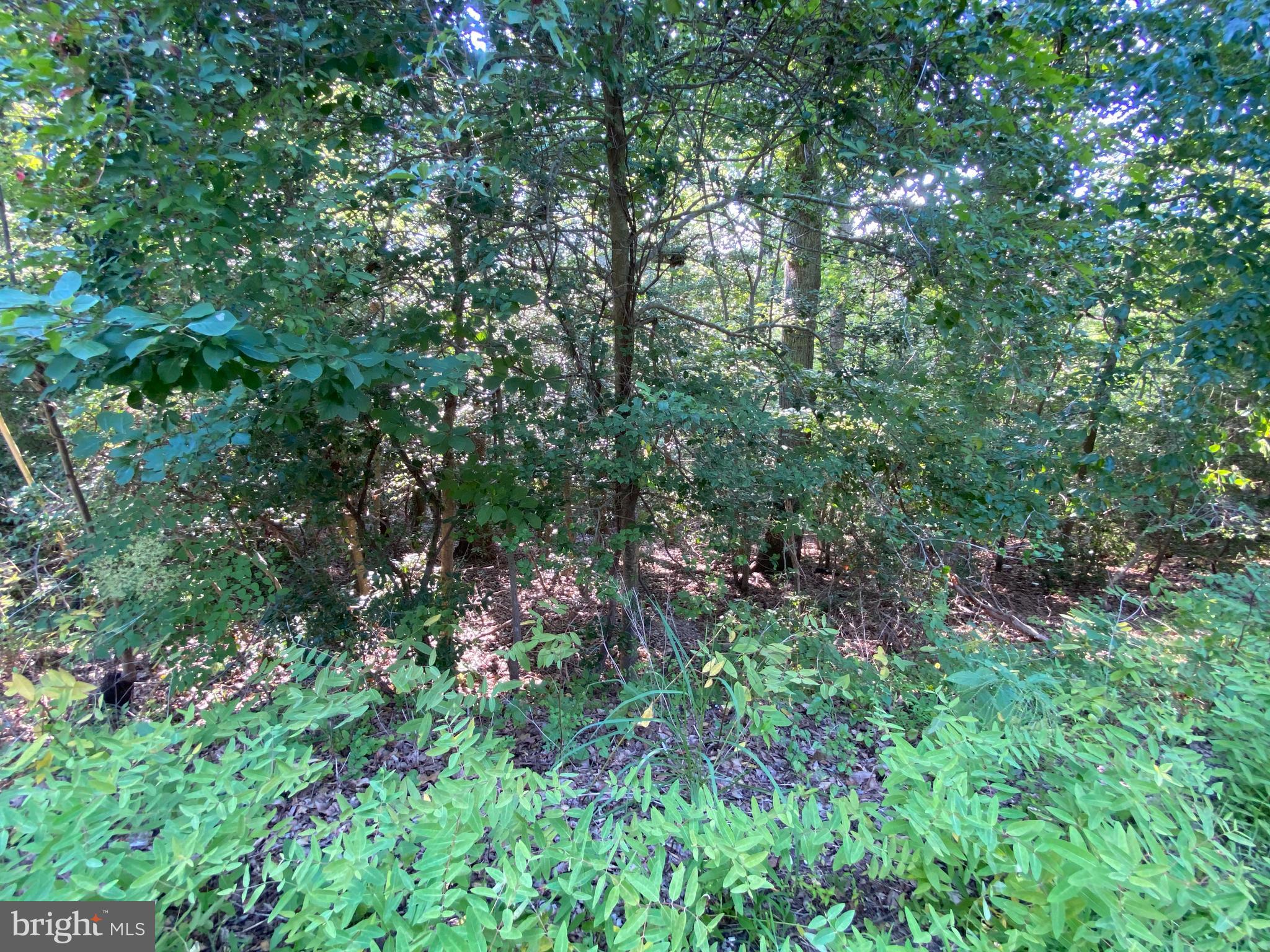 11525 Senora Lane Lusby, MD 20657 - Photo 5 of 6 a view of a lush green forest