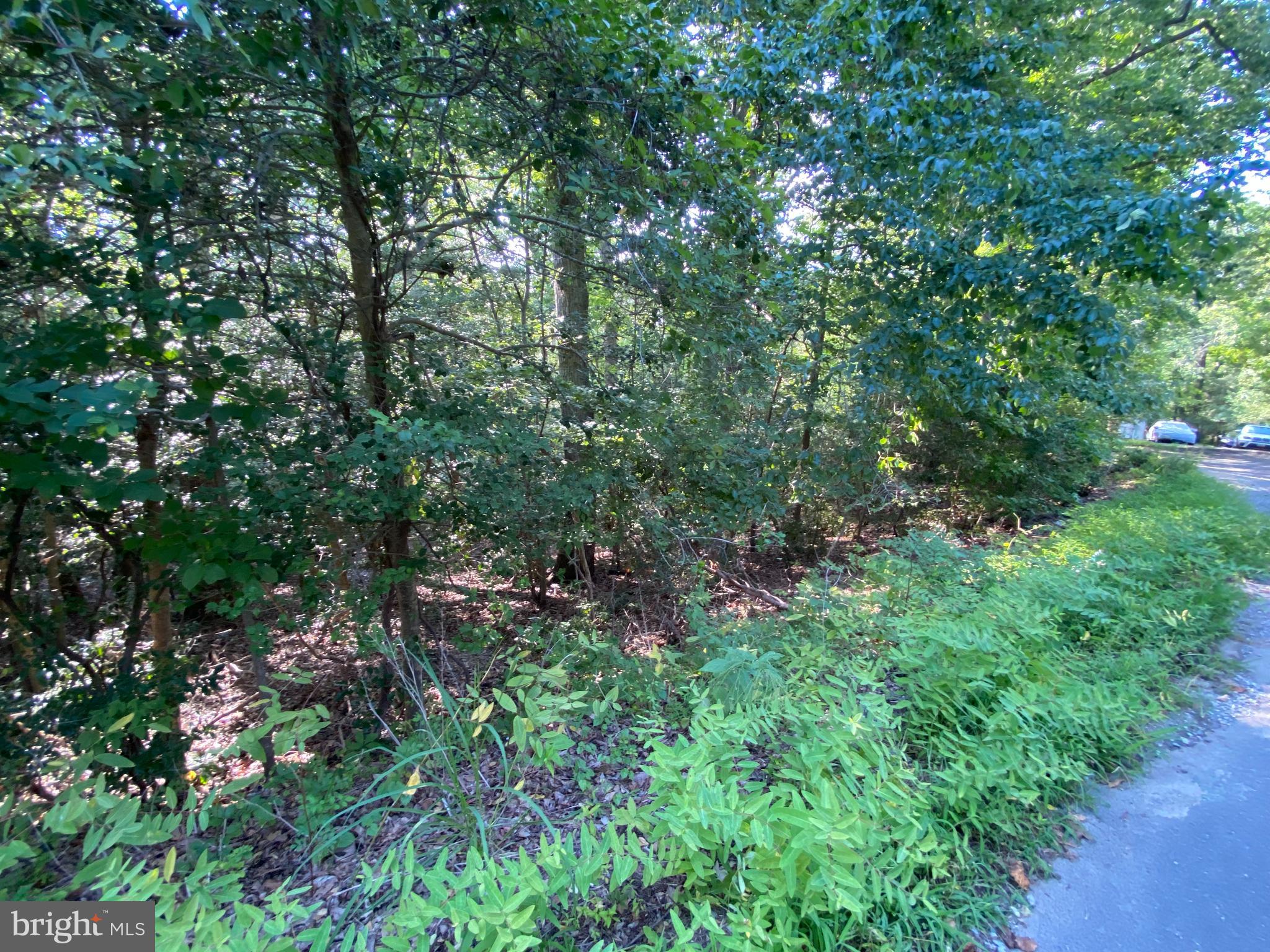 11525 Senora Lane Lusby, MD 20657 - Photo 6 of 6 a view of a lush green forest with lots of trees