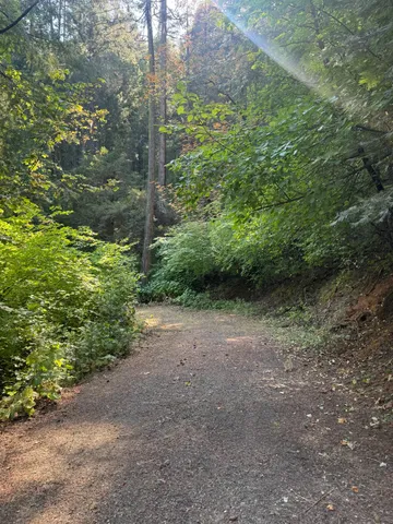 a view of a forest with trees in the background