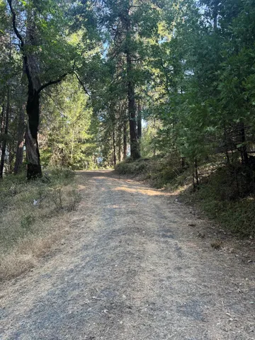 a view of a field with plants and trees