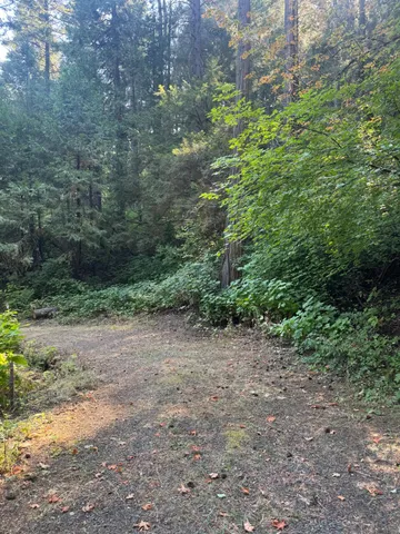 a view of a forest with lots of trees