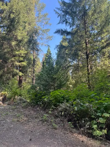 a view of a yard with plants and trees