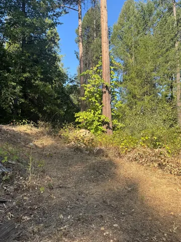 a view of a garden with plants