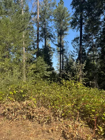 a view of a forest with trees
