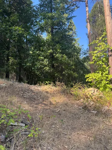 a view of a yard with a tree