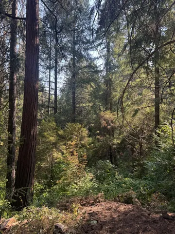 a view of a yard with a tree