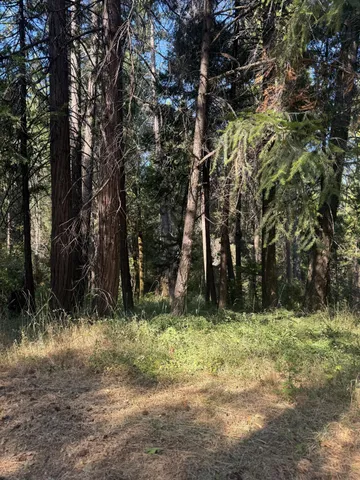 a view of a yard with a tree