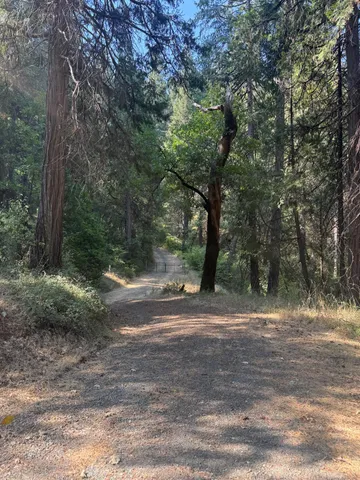 a view of a yard with a tree