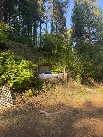 a view of a yard with plants and large trees