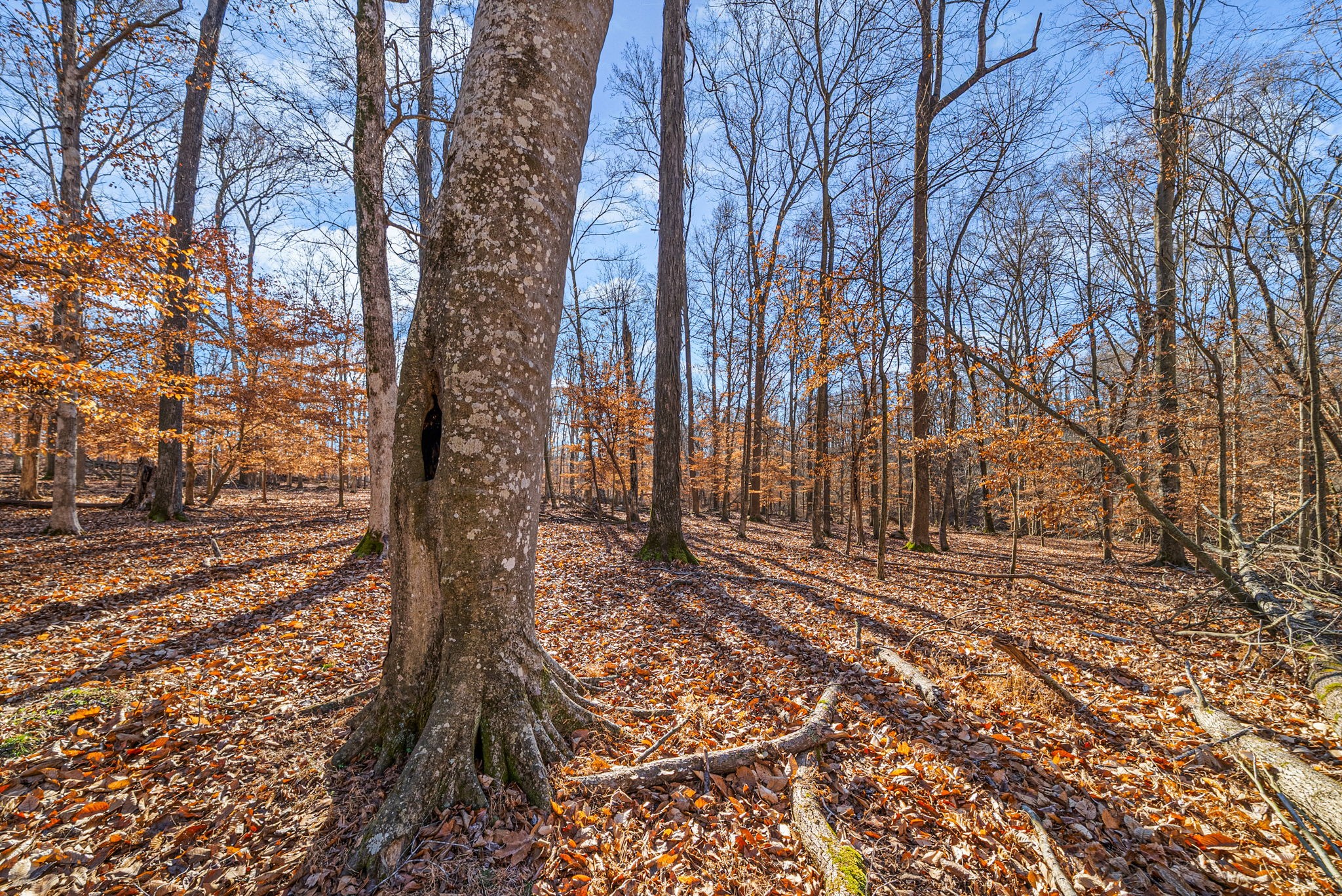 1046 East Tutt Road Pembroke, KY 42286 - Photo 16 of 41 a view of a yard with trees
