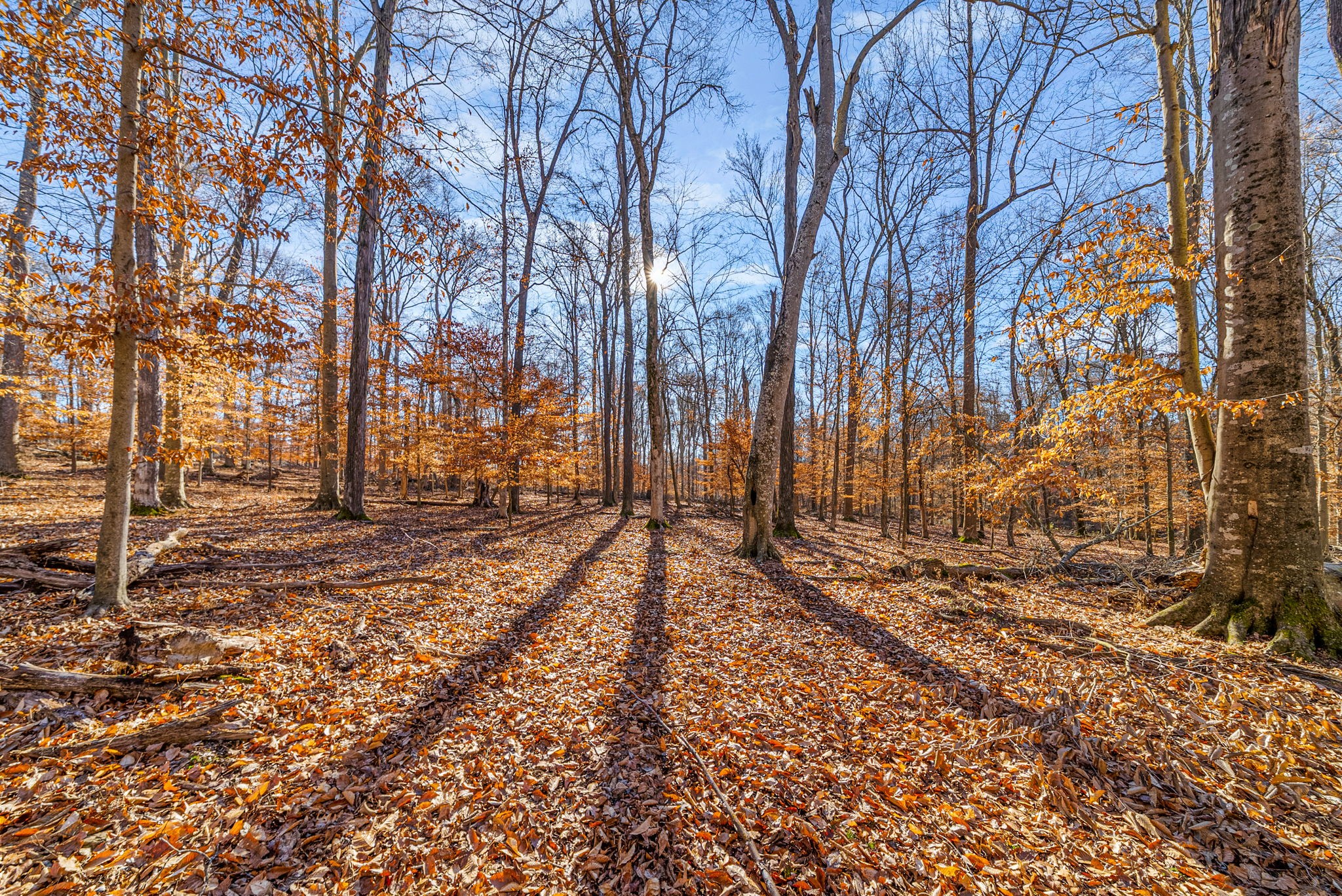 1046 East Tutt Road Pembroke, KY 42286 - Photo 17 of 41 a view of a backyard of the house