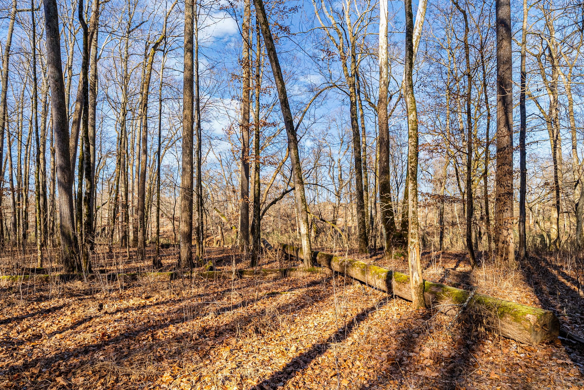 1046 East Tutt Road Pembroke, KY 42286 - Photo 18 of 41