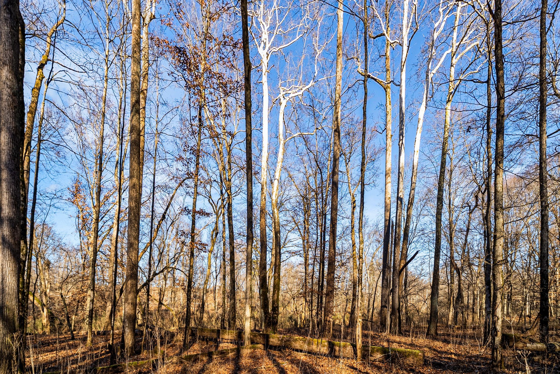 1046 East Tutt Road Pembroke, KY 42286 - Photo 19 of 41 a view of a city with lots of trees
