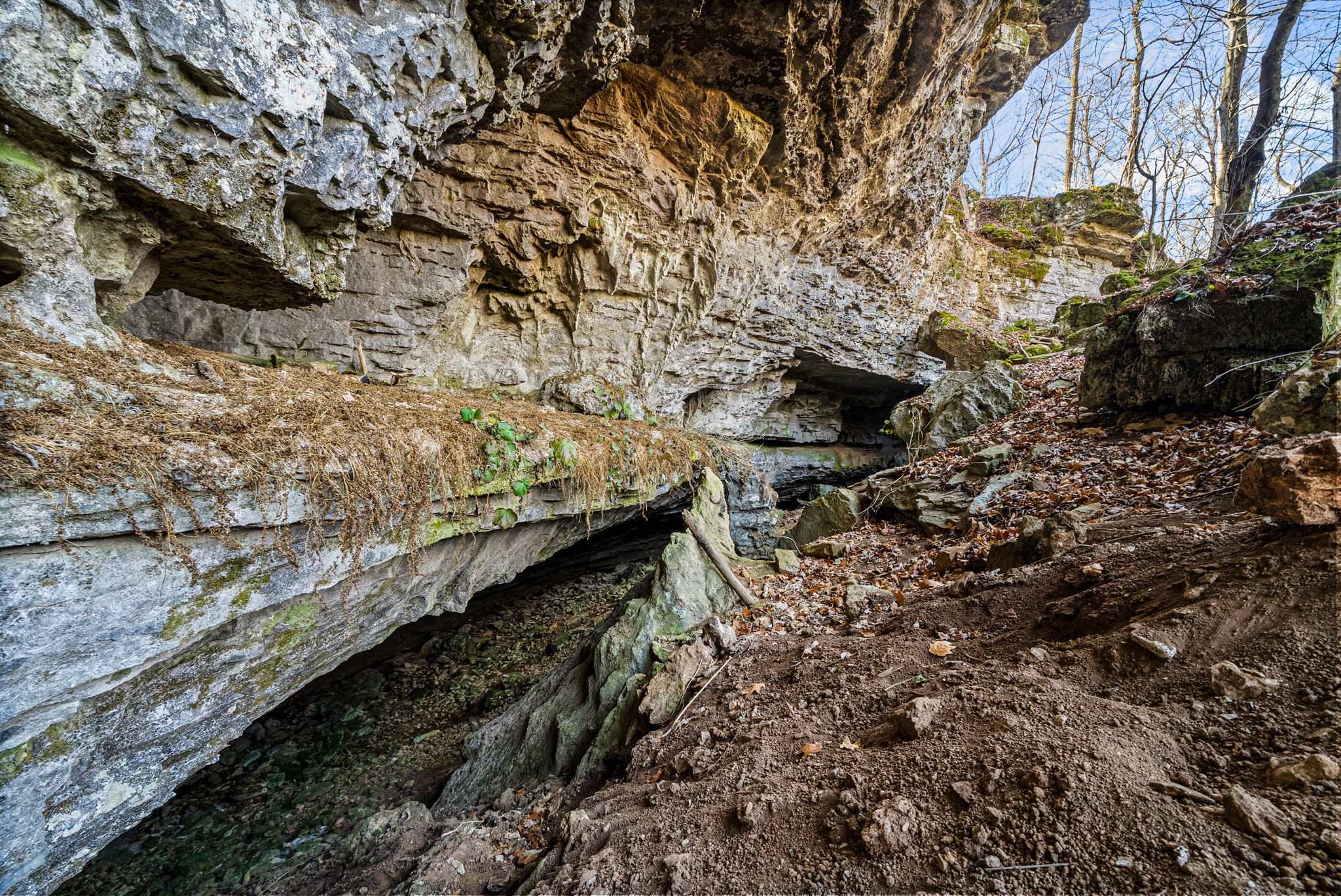 1046 East Tutt Road Pembroke, KY 42286 - Photo 22 of 41 a view of a large yard with lots of trees