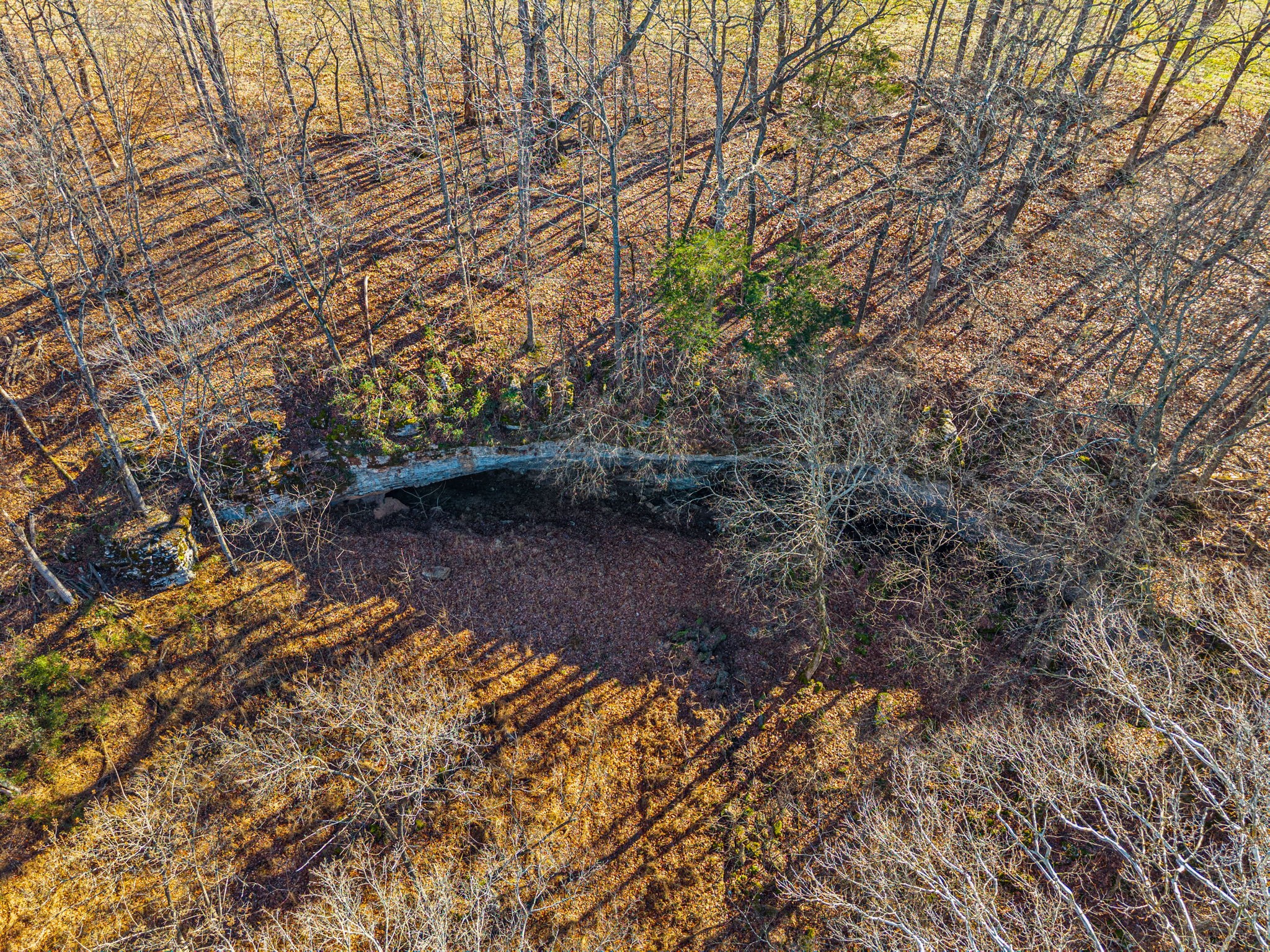 1046 East Tutt Road Pembroke, KY 42286 - Photo 37 of 41 a view of a yard with plants and trees