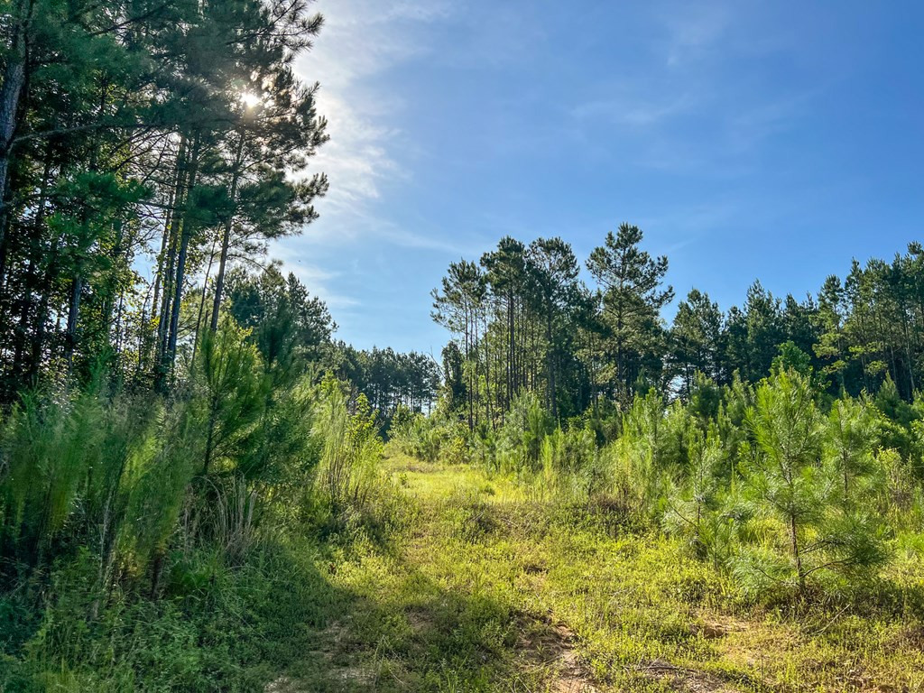 2100 Colonel Neill Road Crystal Springs, MS 39059 - Photo 15 of 41 Photo 15