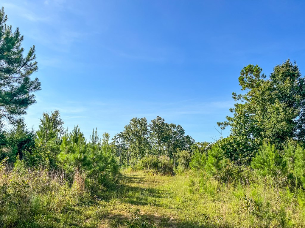 2100 Colonel Neill Road Crystal Springs, MS 39059 - Photo 17 of 41 Photo 17