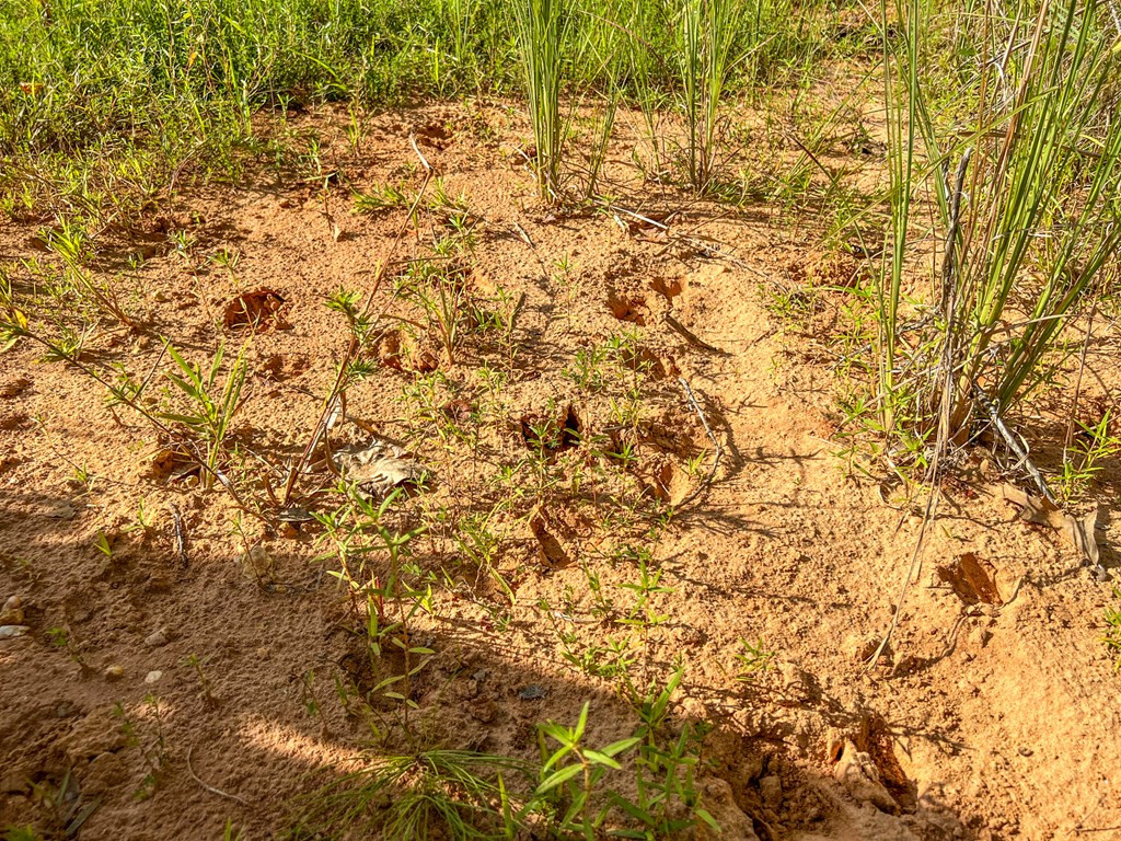 2100 Colonel Neill Road Crystal Springs, MS 39059 - Photo 20 of 41 Photo 20