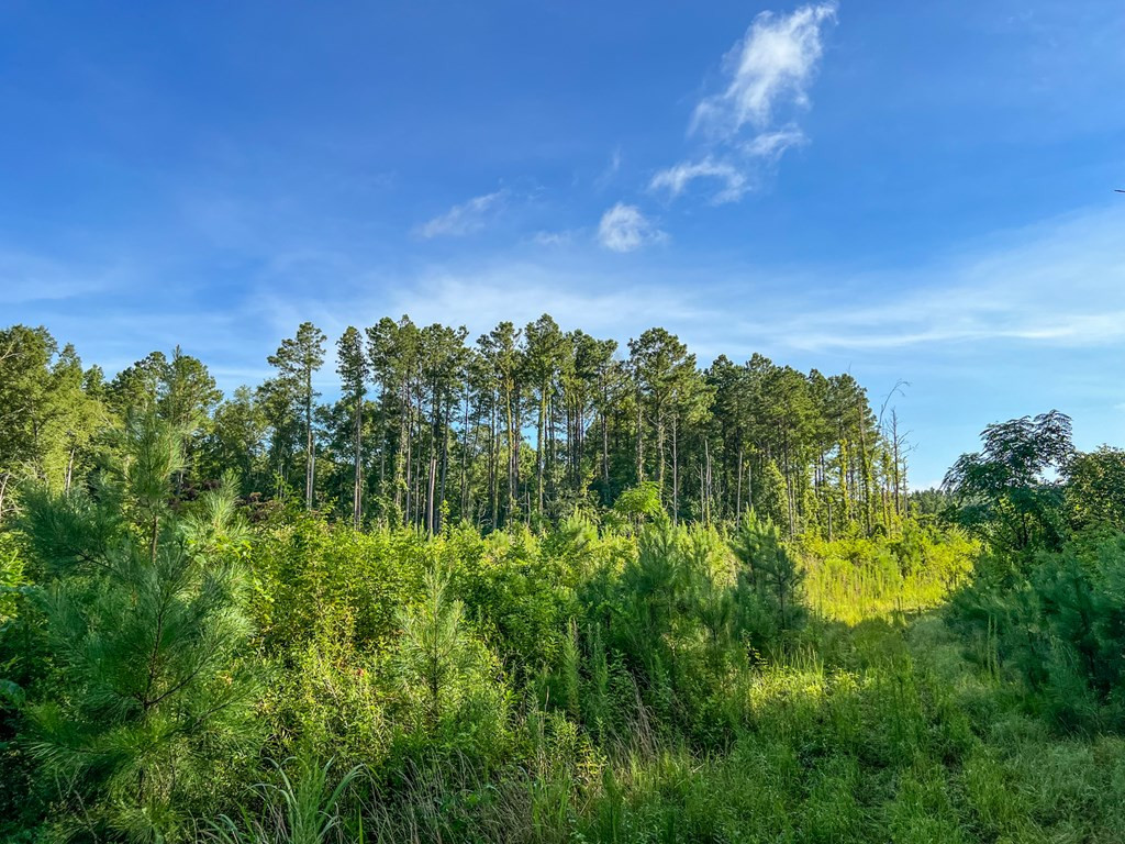 2100 Colonel Neill Road Crystal Springs, MS 39059 - Photo 21 of 41 Photo 21