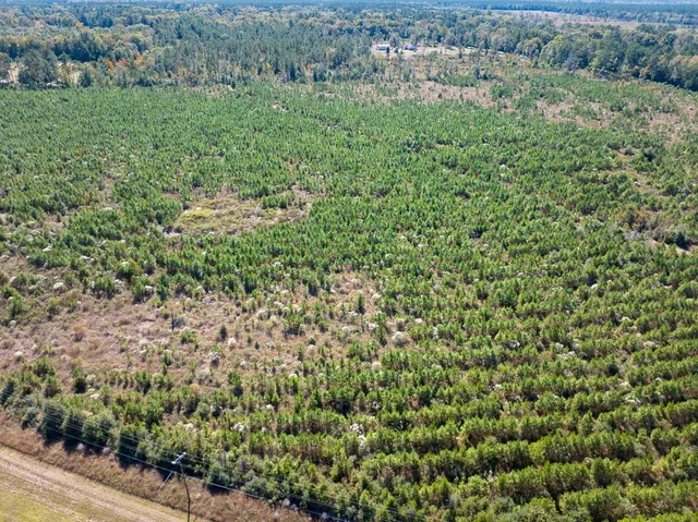 a view of a yard with large trees