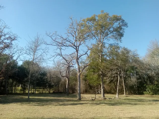 a view of a yard with large trees