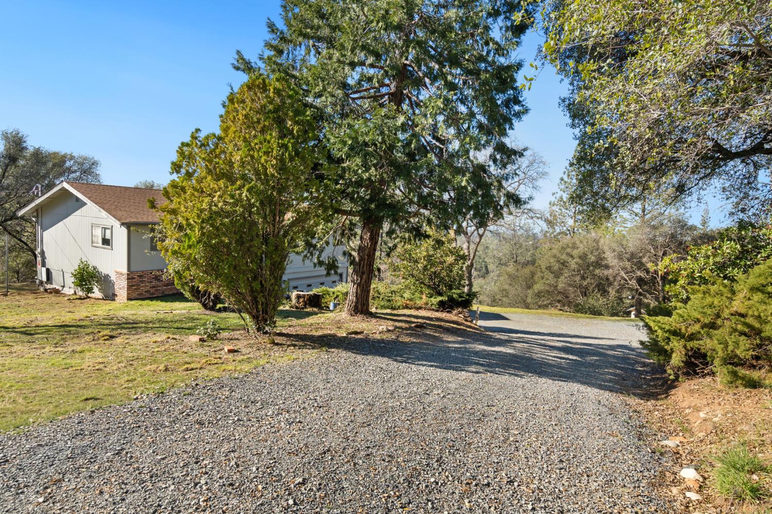 a view of dirt yard with a large tree