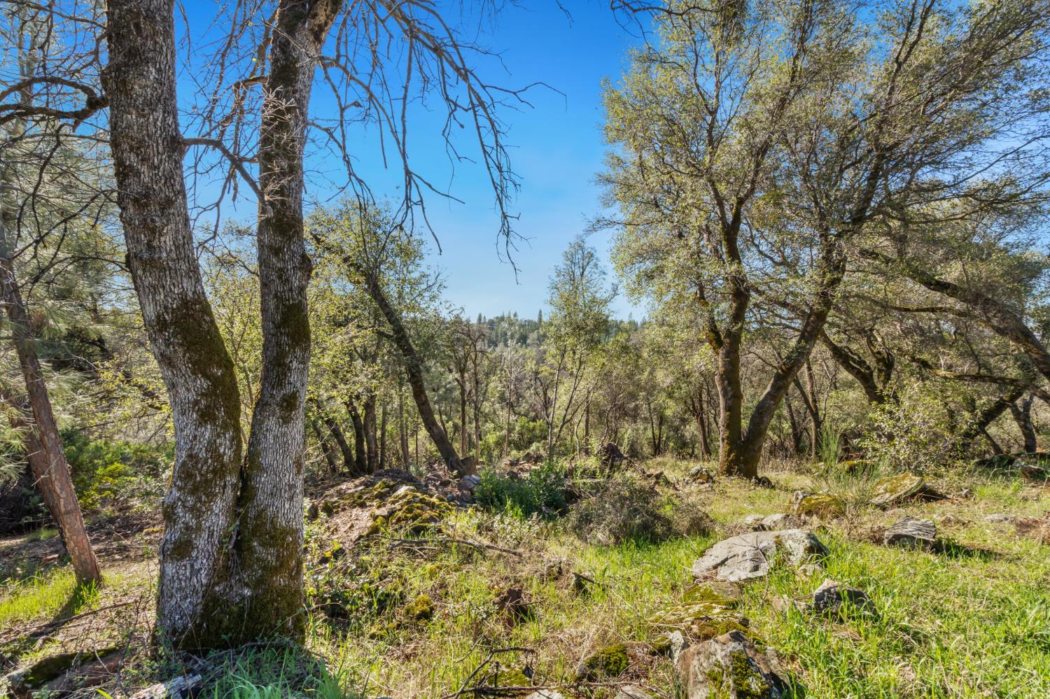 11172 North Ponderosa Way Rough and Ready, CA 95975 - Photo 43 of 47 a view of a yard with large tree