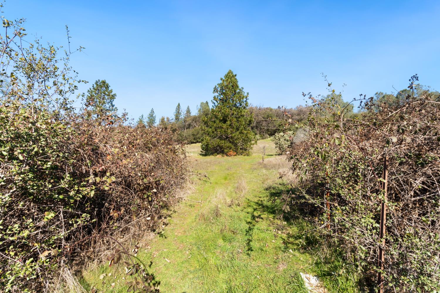 11172 North Ponderosa Way Rough and Ready, CA 95975 - Photo 44 of 47 a view of a yard with a tree