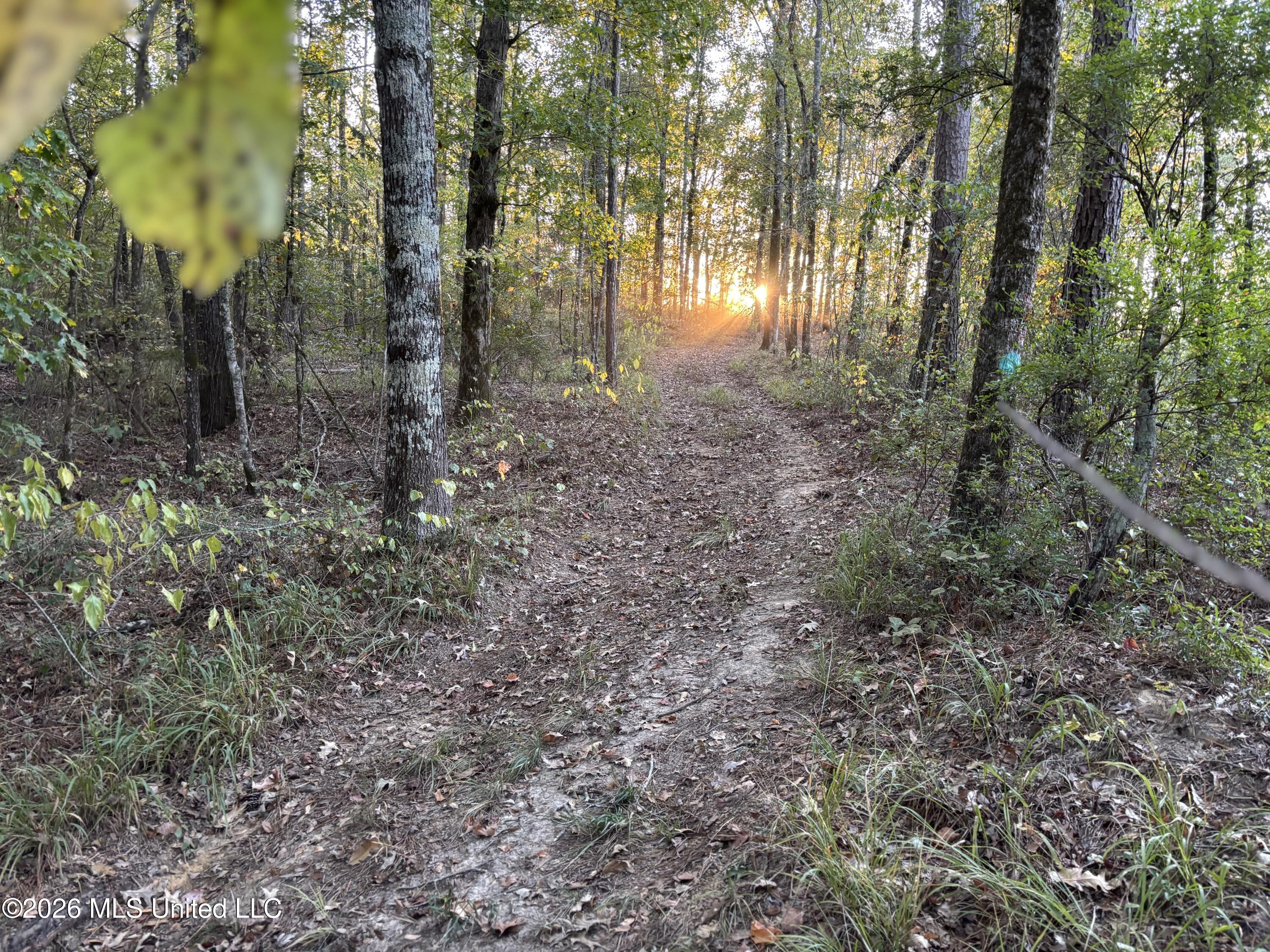 1 Simpson Road Pickens, MS 39146 - Photo 1 of 19 IMG_0801