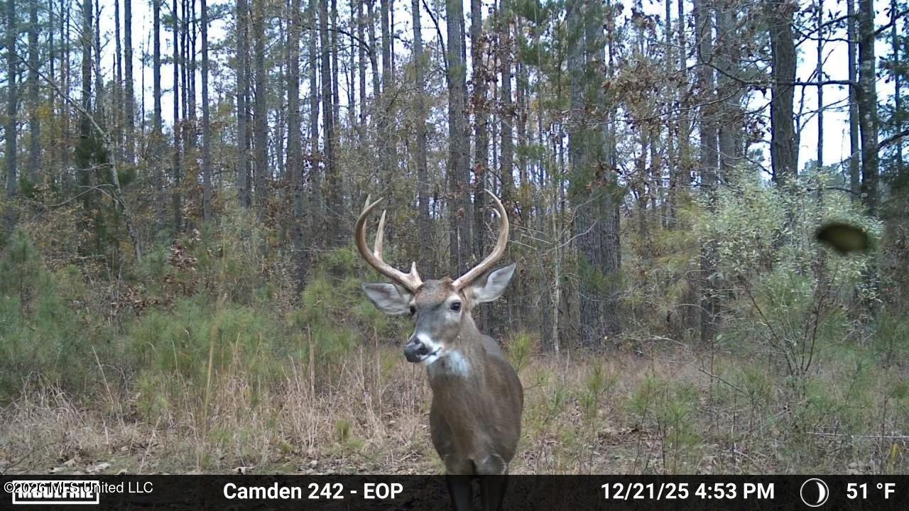 1 Simpson Road Pickens, MS 39146 - Photo 11 of 19 IMG_3409