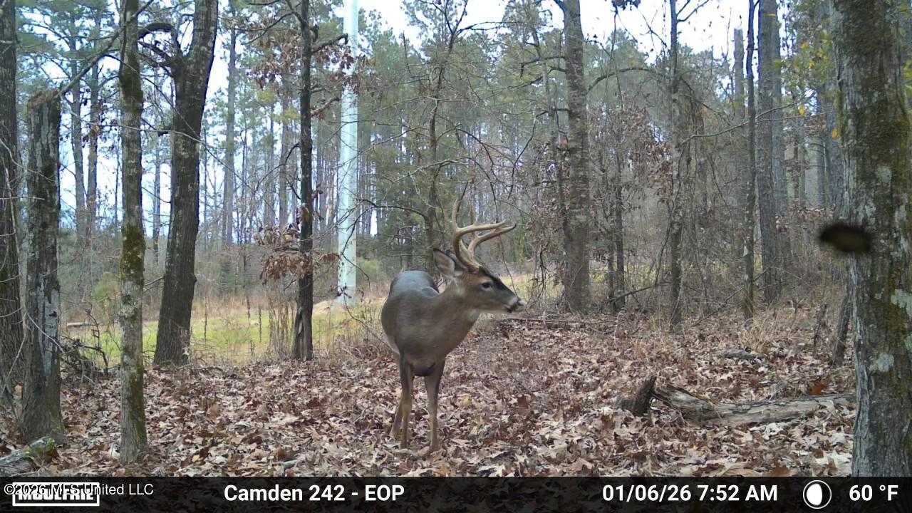 1 Simpson Road Pickens, MS 39146 - Photo 13 of 19 IMG_3865