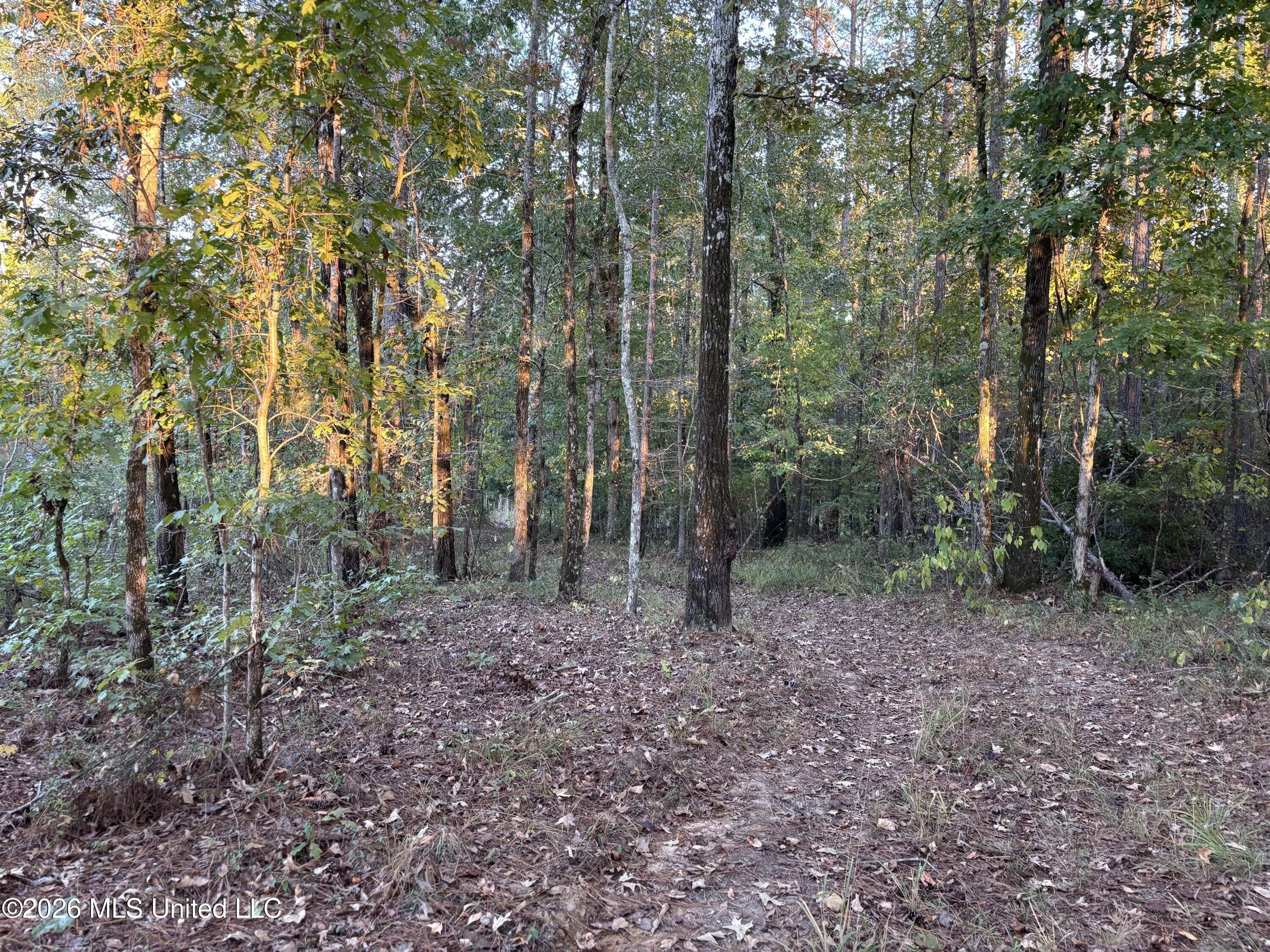 1 Simpson Road Pickens, MS 39146 - Photo 3 of 19 IMG_0806