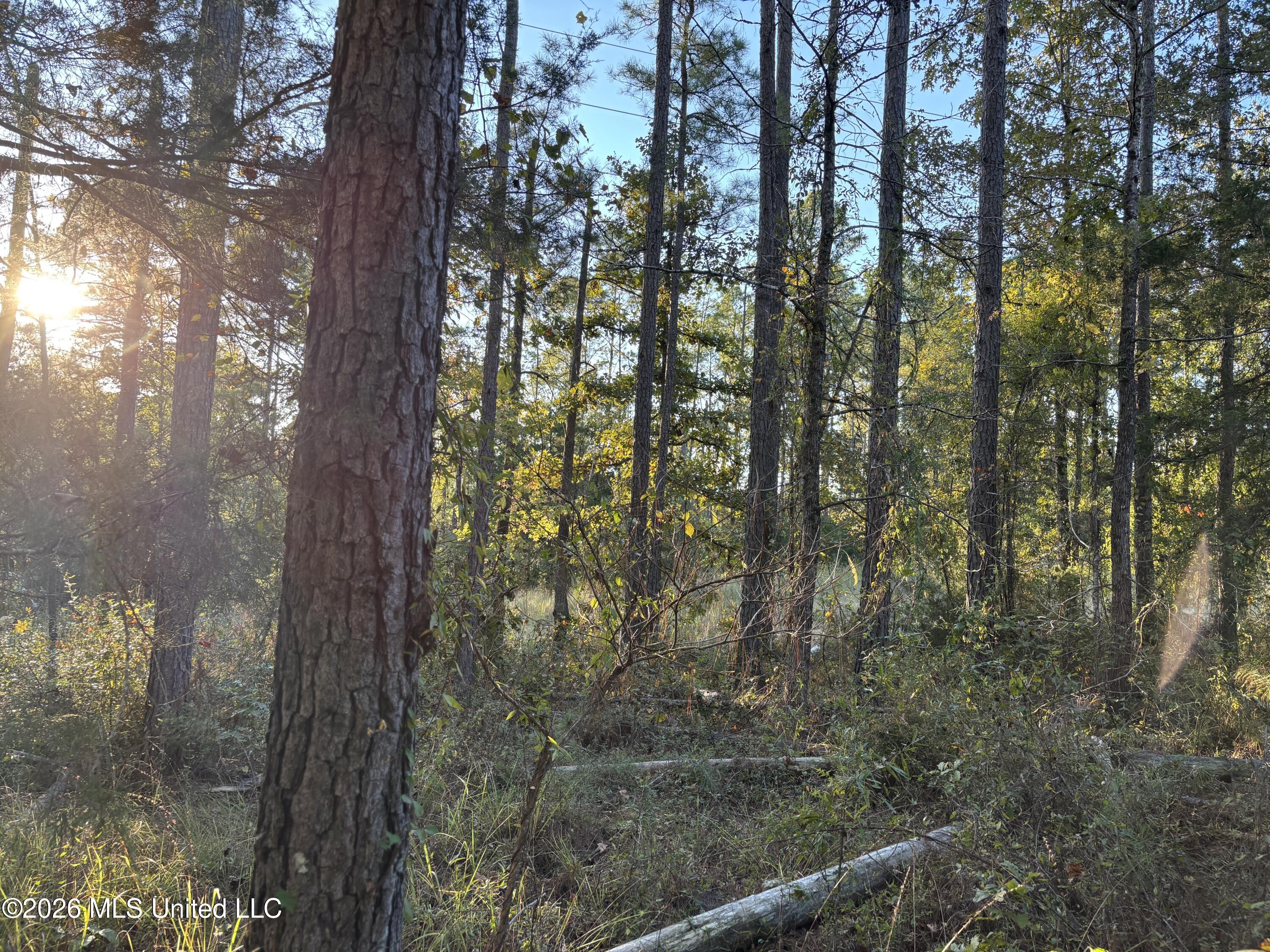 1 Simpson Road Pickens, MS 39146 - Photo 4 of 19 IMG_0798(2)
