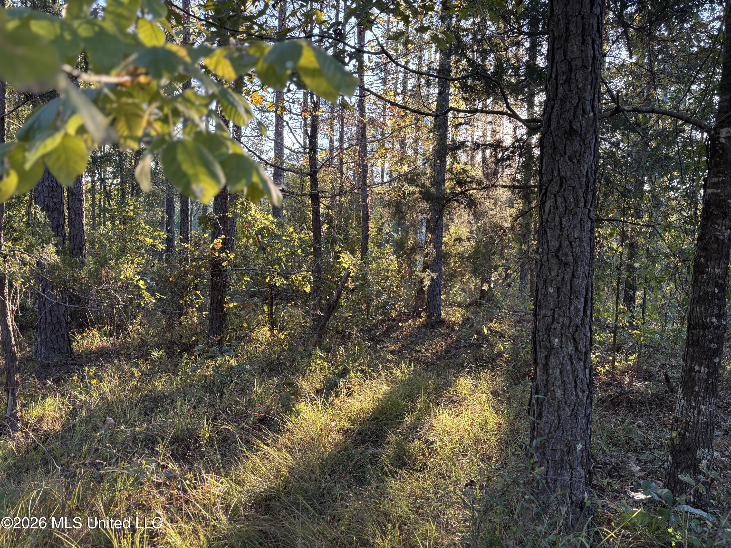 1 Simpson Road Pickens, MS 39146 - Photo 5 of 19 IMG_0796