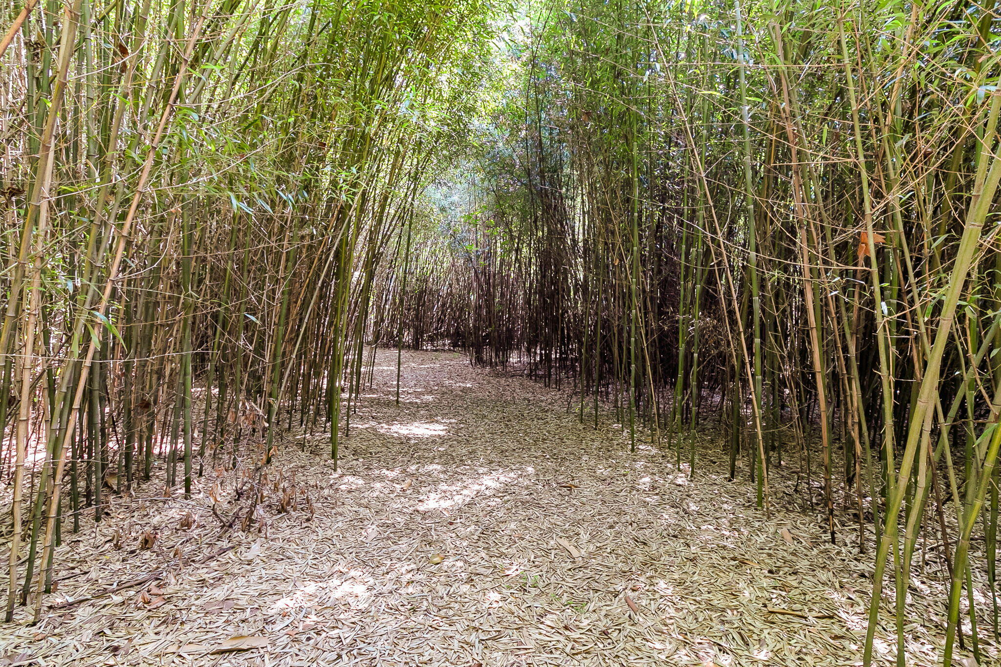 500 North Parler Avenue St. George, SC 29477 - Photo 21 of 23 CREM - 500 N Parler Ave-6