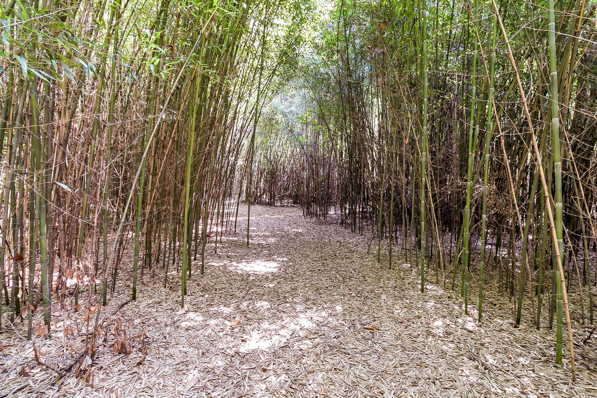 500 North Parler Avenue St. George, SC 29477 - Photo 22 of 23 CREM - 500 N Parler Ave-7