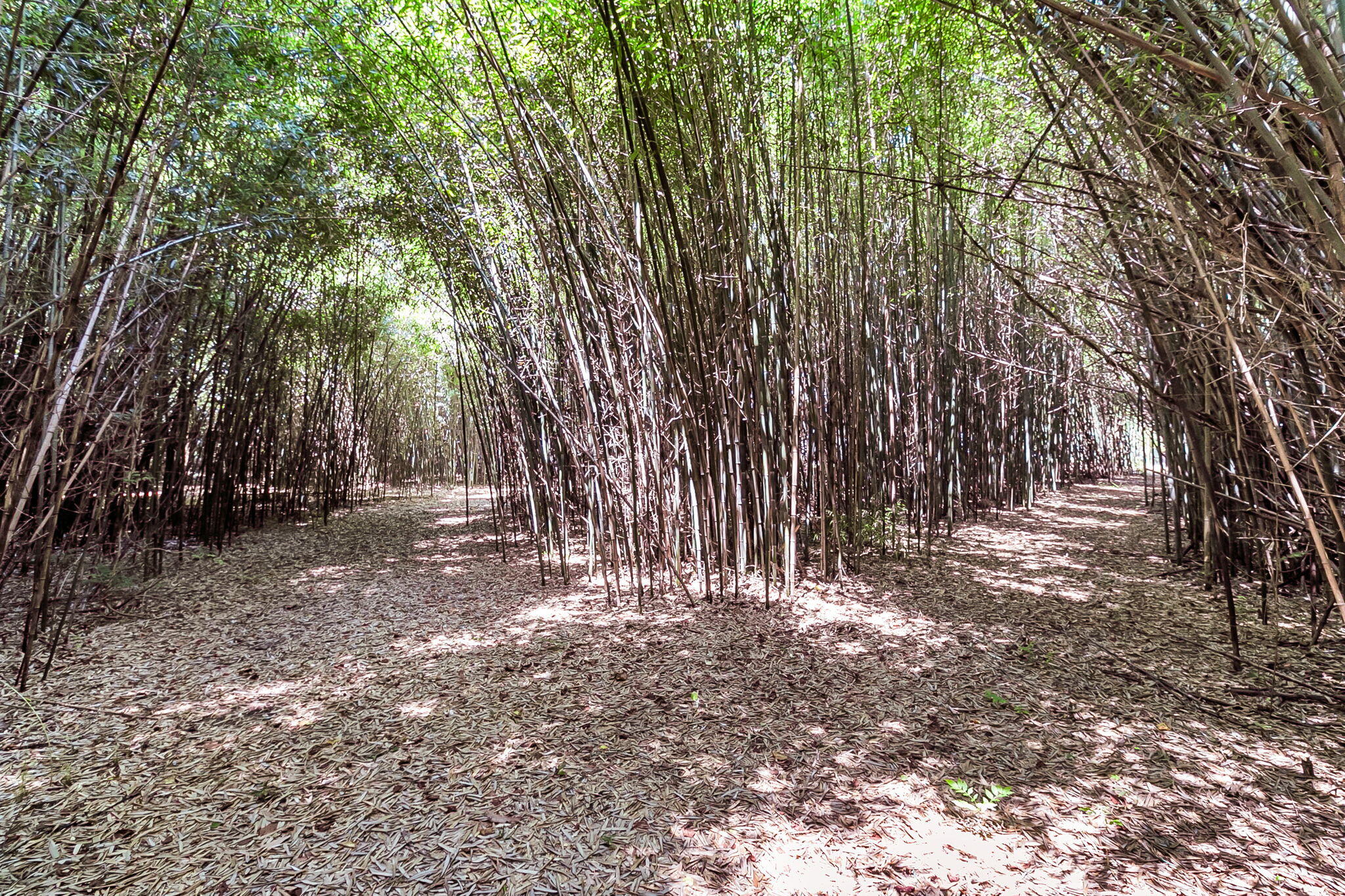 500 North Parler Avenue St. George, SC 29477 - Photo 23 of 23 CREM - 500 N Parler Ave-8