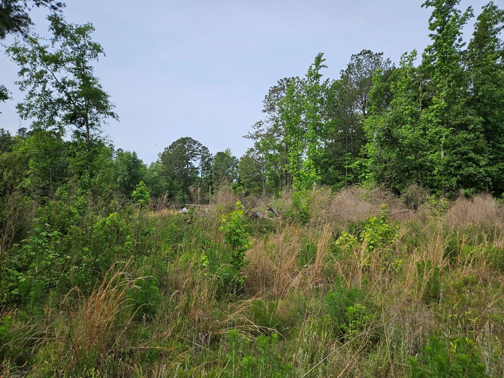 Tbd Coulter Road St. Matthews, SC 29135 - Photo 11 of 15