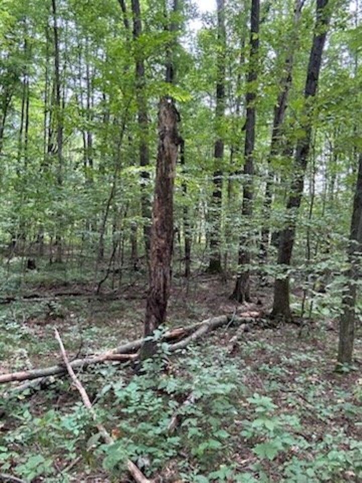 39.94-acres County Rd V Pittsville, WI 54466 - Photo 8 of 17