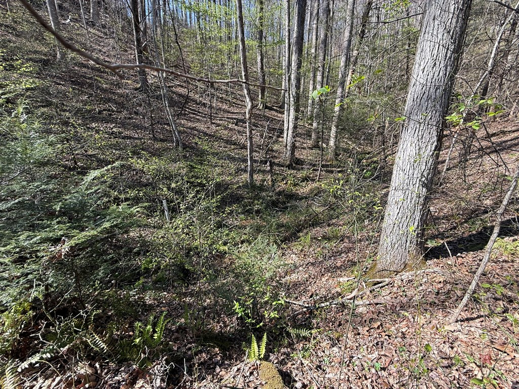 Tbd Clearview Lane Murphy, NC 28906 - Photo 20 of 29