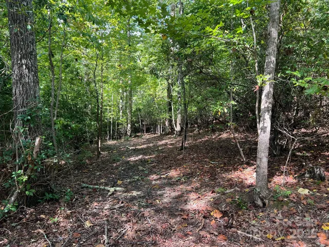 a view of a forest with trees in the background