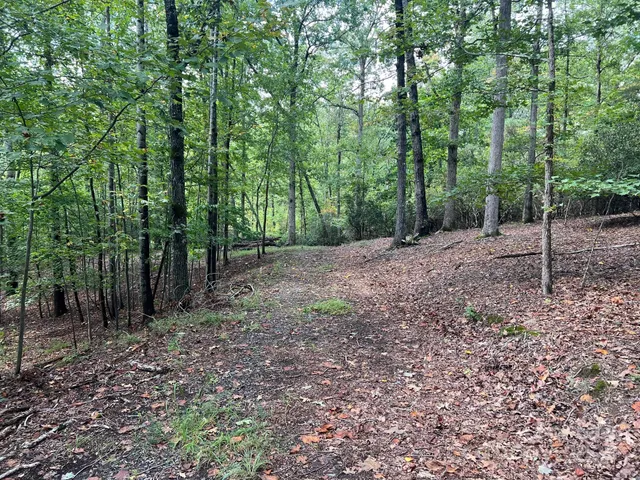 a view of a forest with trees in the background