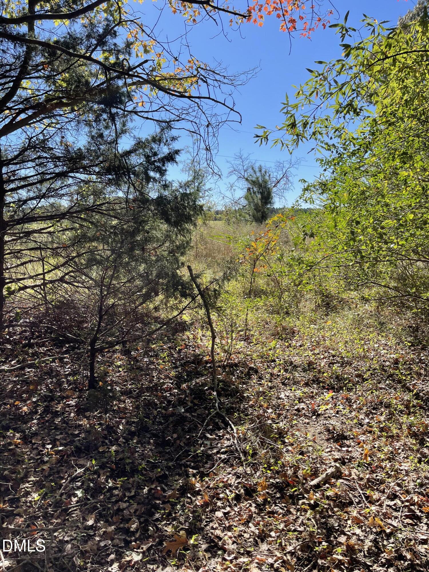 0 Beasley Road Louisburg, NC 27549 - Photo 4 of 10 a view of a yard with a tree